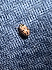 Mulsantina hudsonica