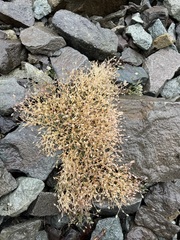 Sabulina nuttallii