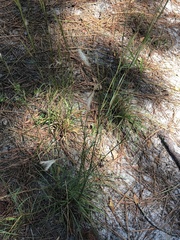 Andropogon ternarius