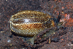 Oliva reticulata