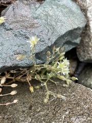 Sabulina nuttallii