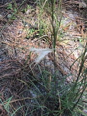 Andropogon ternarius