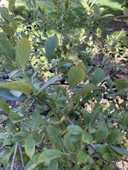 Aronia melanocarpa