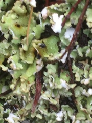 Cladonia pleurota