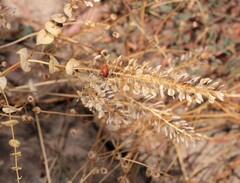 Lepidium perfoliatum