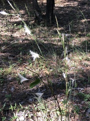 Andropogon ternarius
