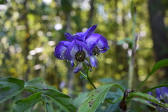 Aconitum uncinatum