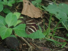 Heliconius charithonia vazquezae