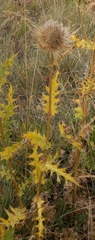Cirsium obvallatum