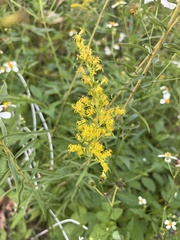 Solidago leavenworthii