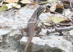 Leiocephalus cubensis