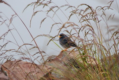 Rhopospina alaudina