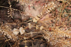 Lepidium perfoliatum