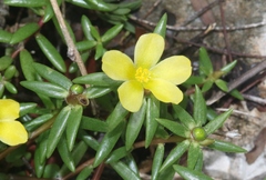 Portulaca rubricaulis