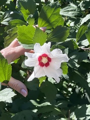 Hibiscus syriacus