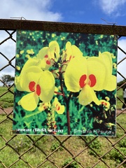 Smithia hirsuta