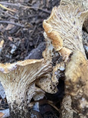 Turbinellus kauffmanii