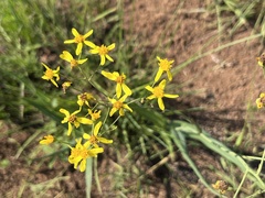 Senecio bupleuroides