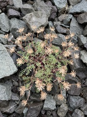 Chaenactis douglasii alpina