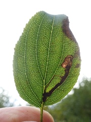Stigmella catharticella