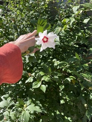 Hibiscus syriacus