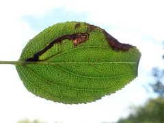 Stigmella catharticella