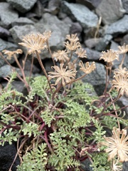 Chaenactis douglasii alpina