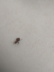 Pantomorus cervinus