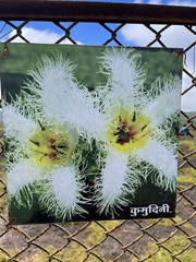 Nymphoides indica