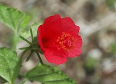 Hibiscus phoeniceus