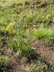 Senecio bupleuroides