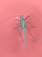 Phoxacris melanosticta