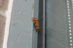 Argyrogramma verruca