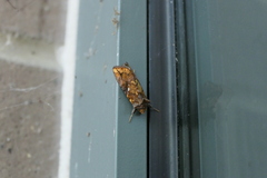 Argyrogramma verruca