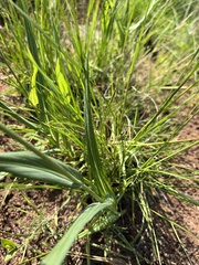 Senecio bupleuroides