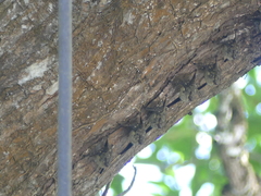 Rhynchonycteris naso