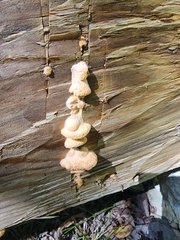 Phyllotopsis nidulans