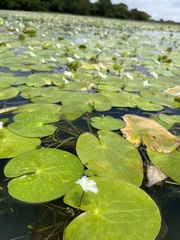 Nymphoides indica