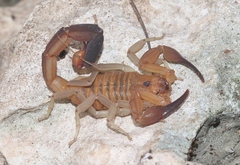 Heteroctenus junceus