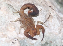 Heteroctenus junceus