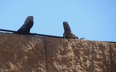 Ctenosaura macrolopha