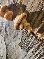 Phyllotopsis nidulans