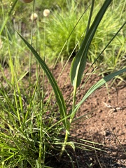 Senecio bupleuroides