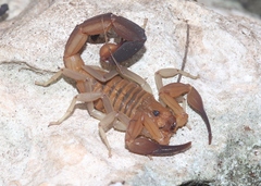 Heteroctenus junceus