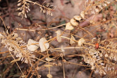 Lepidium perfoliatum