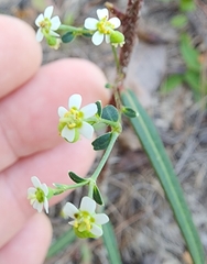 Euphorbia discoidalis
