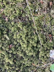 Leucolepis