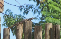 Ctenosaura macrolopha