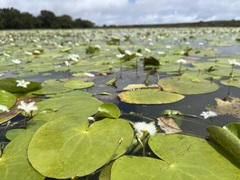 Nymphoides indica