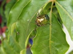 Rhyssocephala